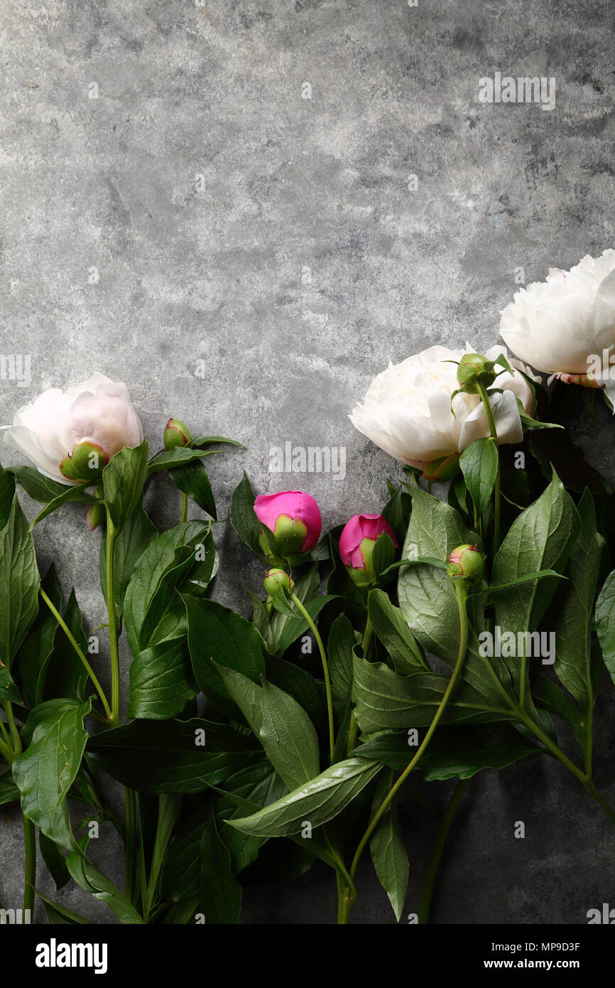 Peonie bianco su sfondo grigio, fiori Foto Stock