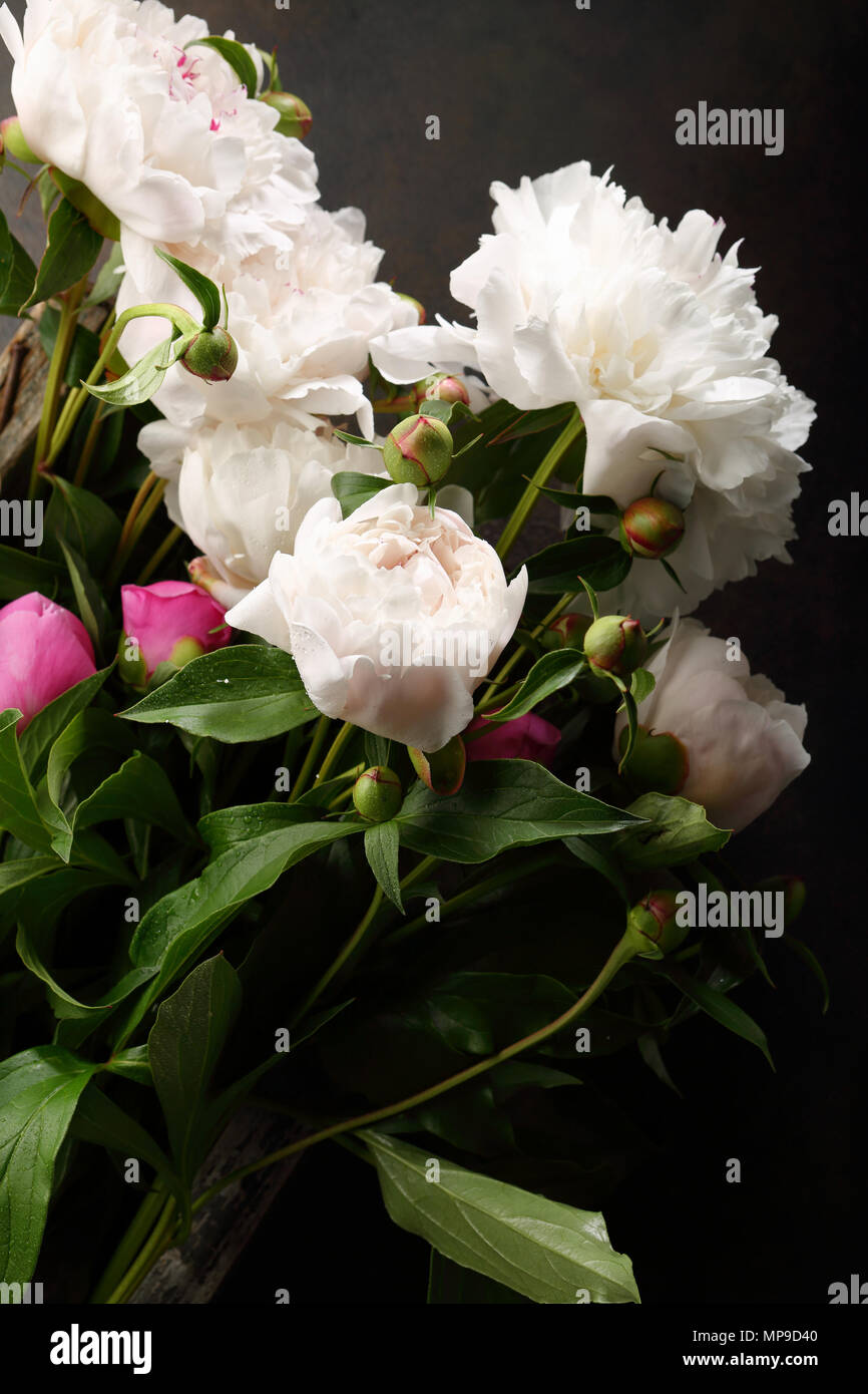 Carni bianche e rosa peonie, fiori vista superiore Foto Stock