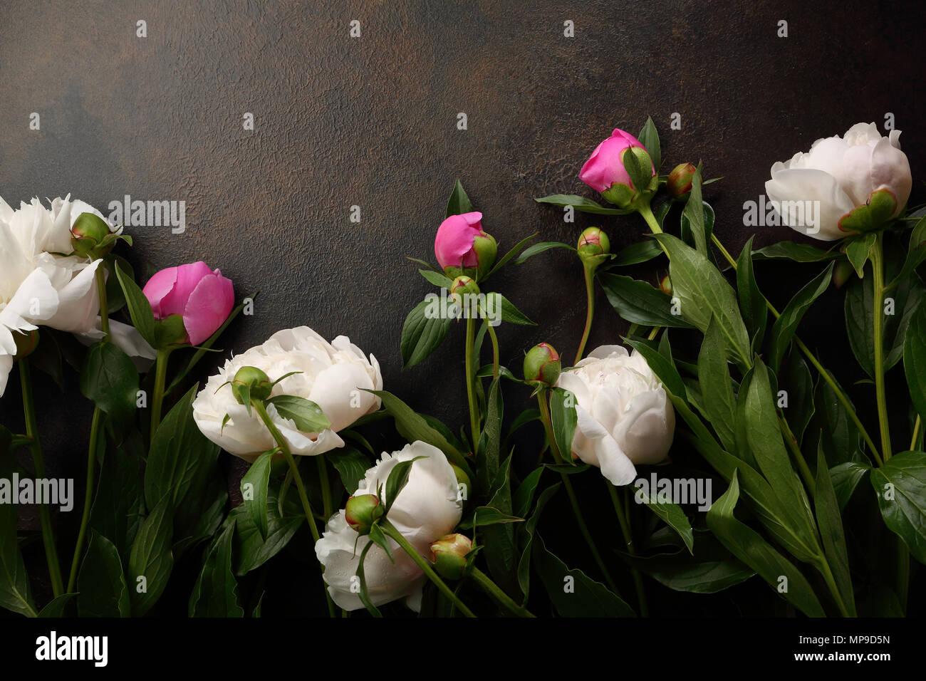 Bianco fresco e peonie rosa su pietra, sfondo fiori Foto Stock