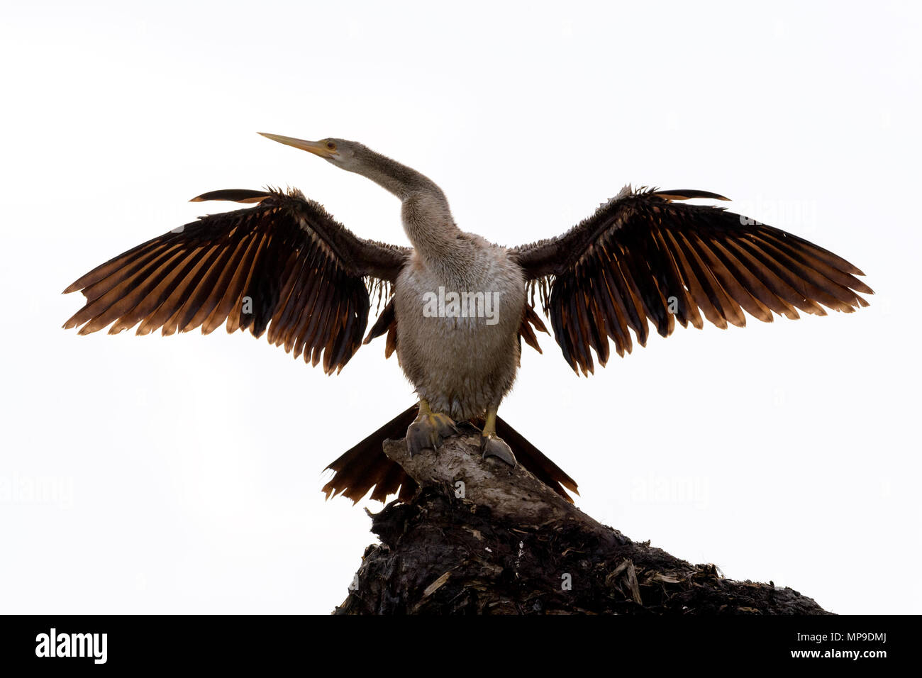 Anhinga (anhinga anhinga) essiccare le sue ali in controluce, Pantanal, Brasil. Foto Stock