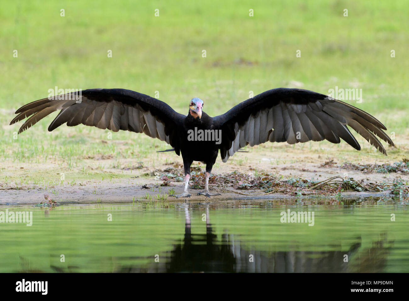 Minor giallo-headed Vulture (Cathartes burrovianus) a riverbank con ali larghe, Pantanal, Mato Grosso do Sul, Brasile Foto Stock