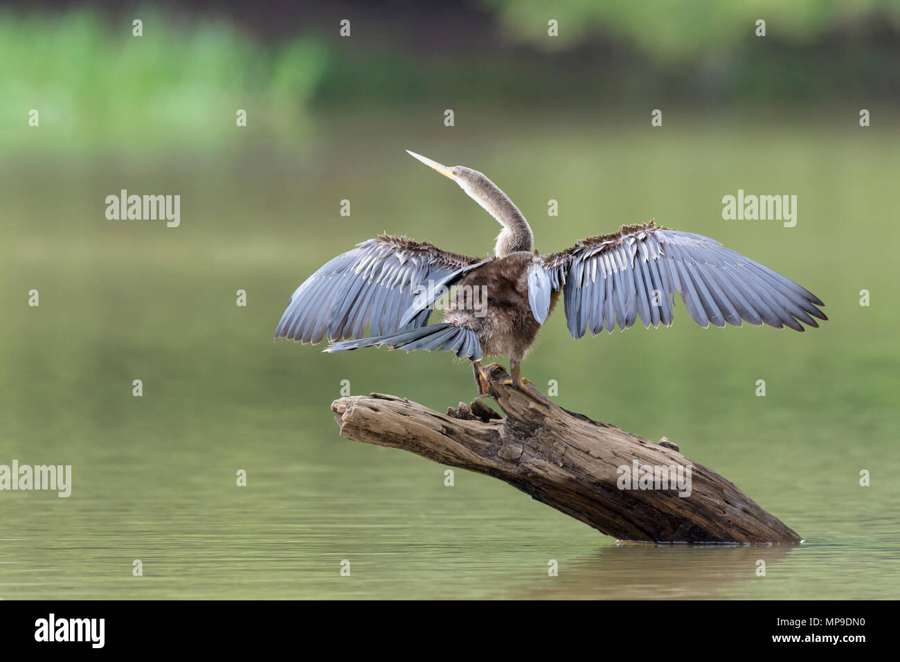 Anhinga (anhinga anhinga) essiccare le sue ali, Pantanal, Brasil. Foto Stock