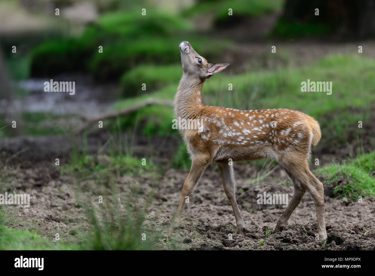 Red Deer cercando di vitello alta, estate, (cervus elaphus), Germania Foto Stock