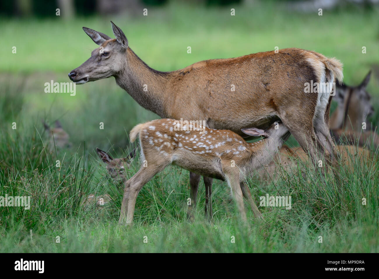 Red Deer allattare il suo vitello, estate, (cervus elaphus), Germania Foto Stock