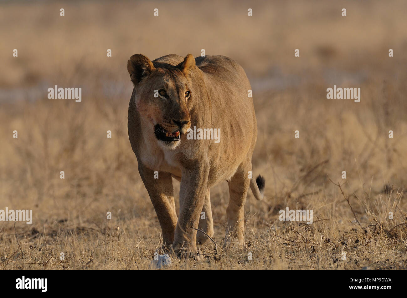 Lion nella prateria africana, (panthera leo), etosha nationalpark, Namibia Foto Stock