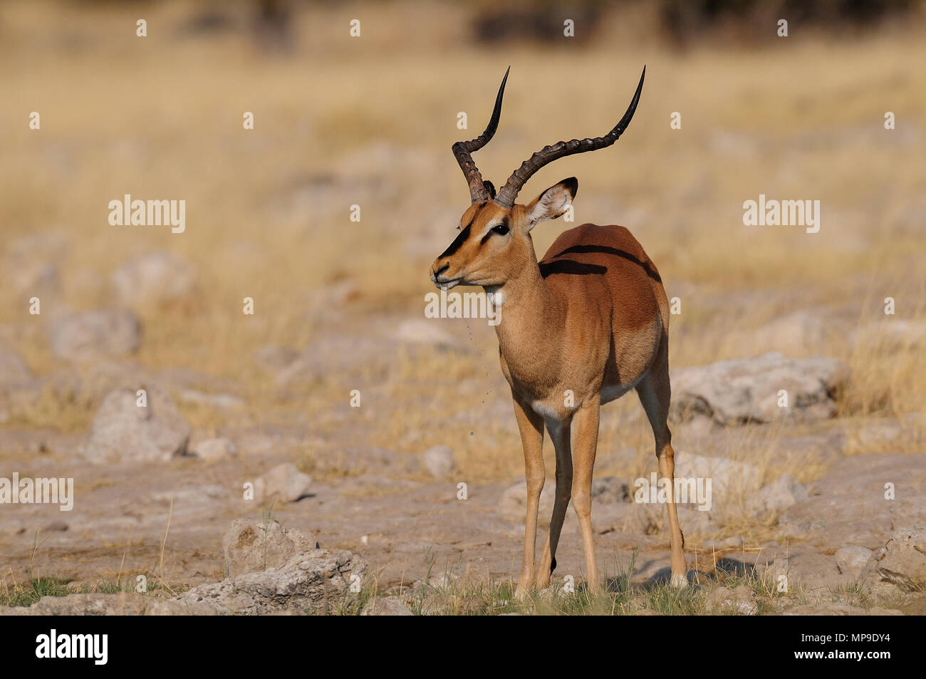 Di fronte nero impala presso la stagione secca (aepyceros melampus petersi), etosha nationalpark, Namibia Foto Stock