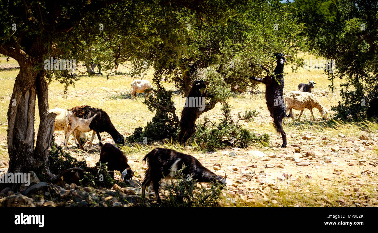 Capre al pascolo intorno e da alberi di Argan sulla pianura a sud dell'Alto Atlante, Marocco, Africa del Nord Foto Stock