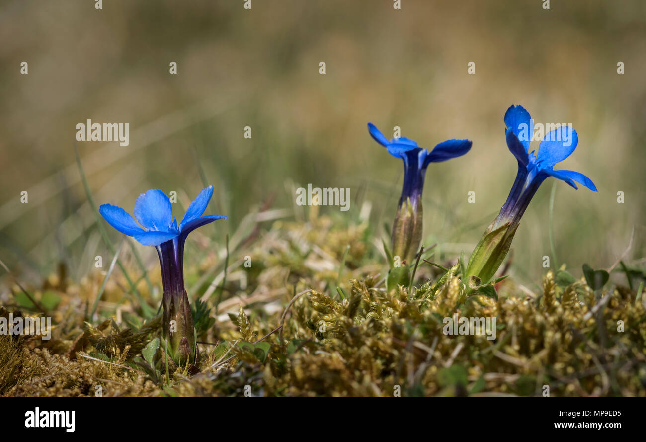 La molla la genziana (Genttiana verna) Foto Stock