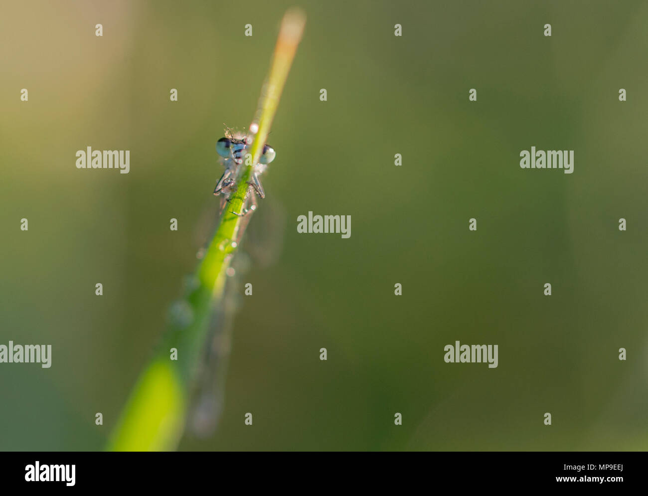 Carino damselfly su una lama di erba guardando rotondo Foto Stock