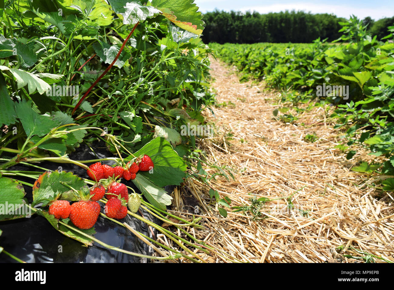 La piantagione di fragole in Europa orientale Foto Stock