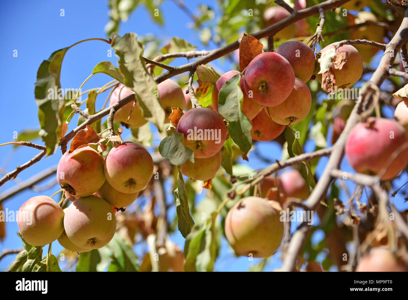 Organico mature mele fresche su un albero in una fattoria Foto Stock