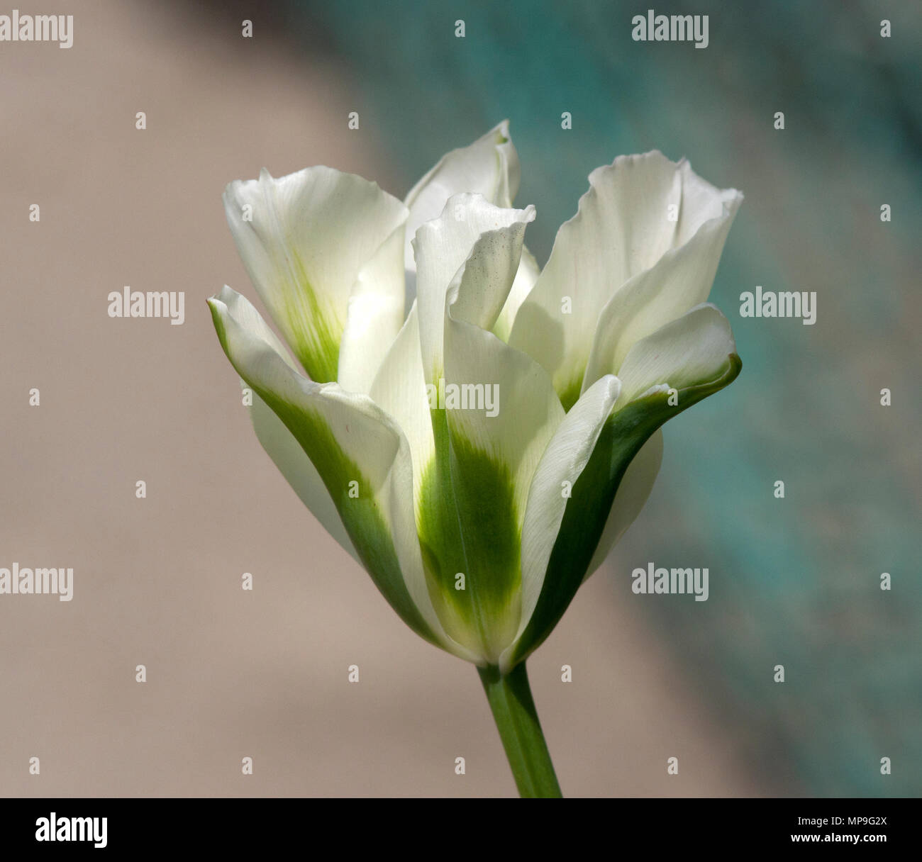 Tulip Verde primavera Foto Stock