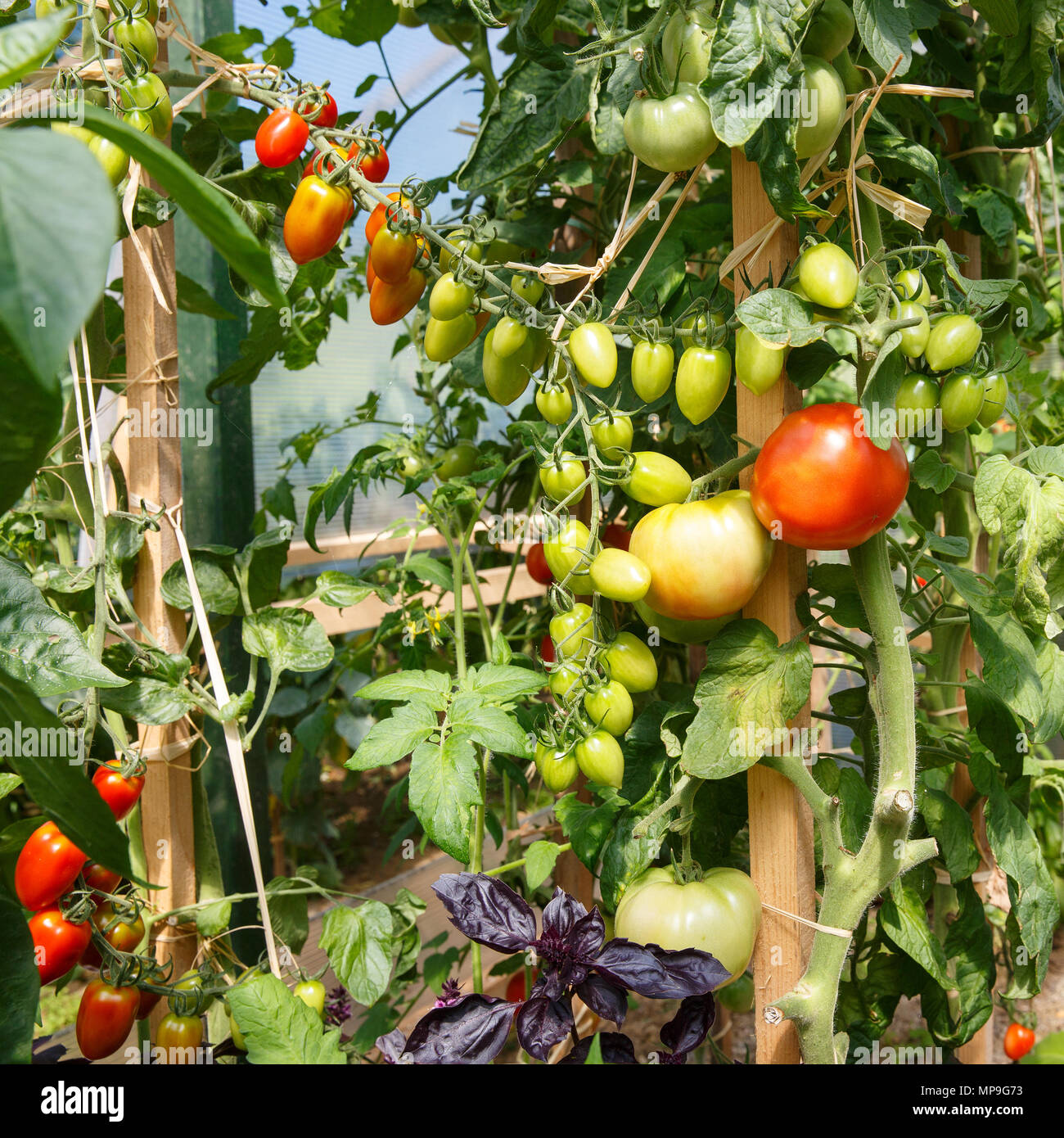 Pomodori freschi maturazione nella serra. Agricoltura, industria alimentare concetto. Foto Stock