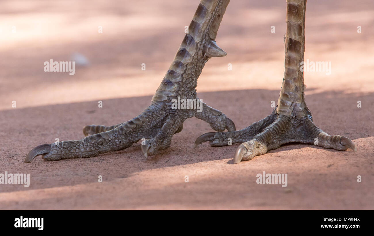 Primo piano dei piedi peafowl Foto Stock