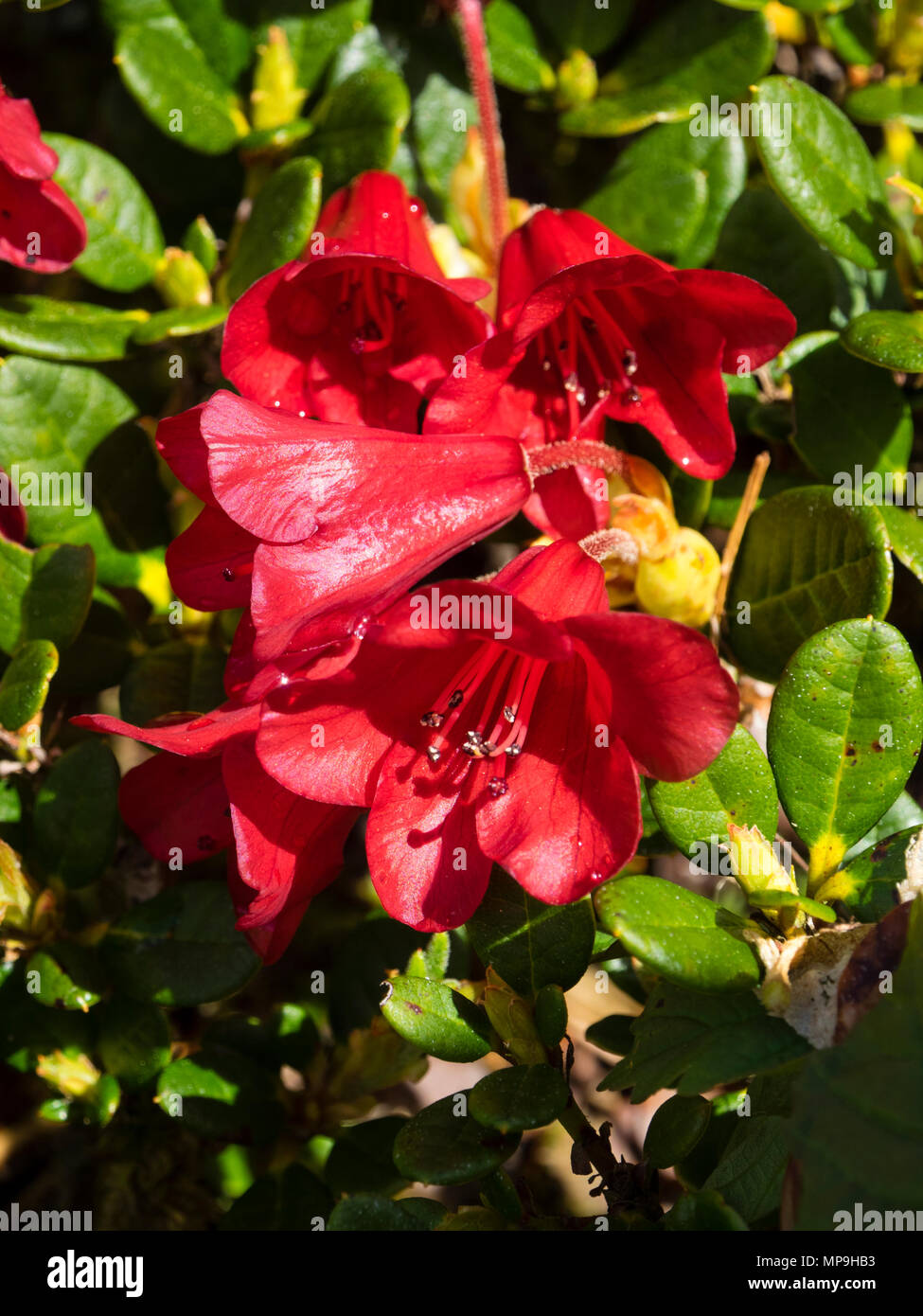 Fiori rossi schierati in piccole capriate di compact evergreen, rododendro 'Scarlet Wonder' Foto Stock