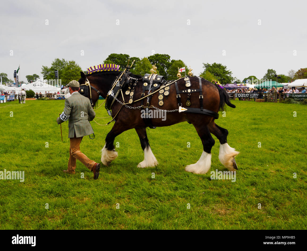 Shire horse Fifield Admiral in ottone pieno decorato cablaggio in mano a Devon County show 2018 Foto Stock