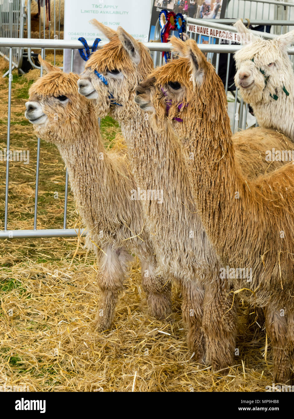 Curioso tipo Suri alpaca con serrature di drappeggio di lustri fibra setosa presso la contea del Devon mostrano,2018 Foto Stock