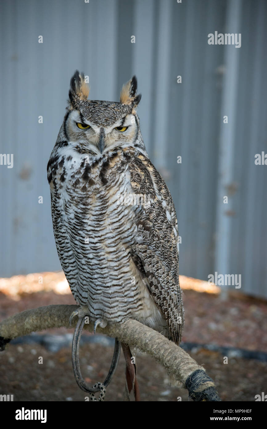 Grande Gufo cornuto (Bubo virginianus), noto anche come il gufo di Tiger è un grande gufo nativa per le Americhe. Foto Stock