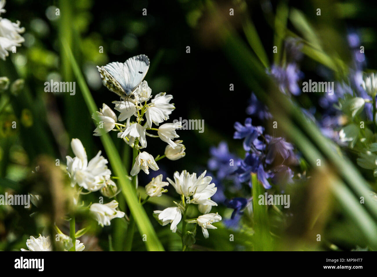 Una femmina punta arancione farfalla (Anthocharis cardamines) su un bianco spagnolo (bluebell Hyacinthoides hispanica) Foto Stock
