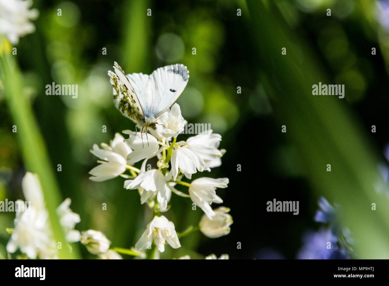 Una femmina punta arancione farfalla (Anthocharis cardamines) su un bianco spagnolo (bluebell Hyacinthoides hispanica) Foto Stock