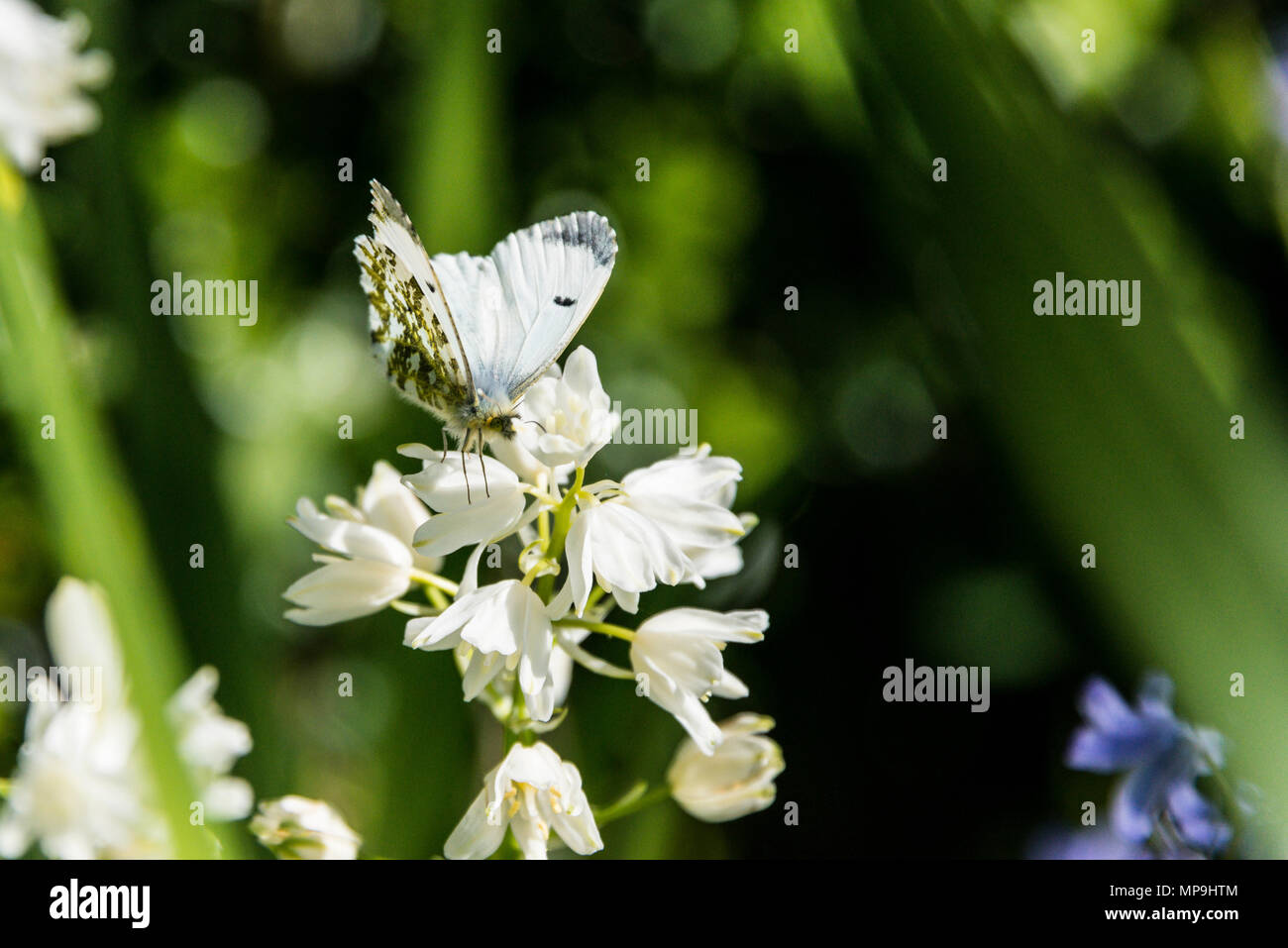 Una femmina punta arancione farfalla (Anthocharis cardamines) su un bianco spagnolo (bluebell Hyacinthoides hispanica) Foto Stock