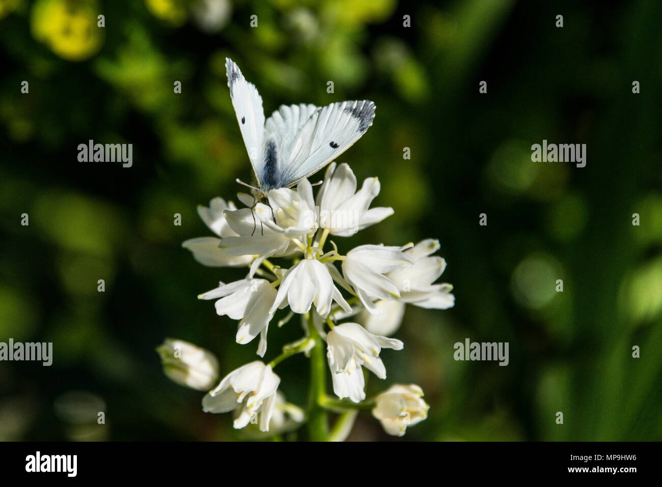 Una femmina punta arancione farfalla (Anthocharis cardamines) su un bianco spagnolo (bluebell Hyacinthoides hispanica) Foto Stock