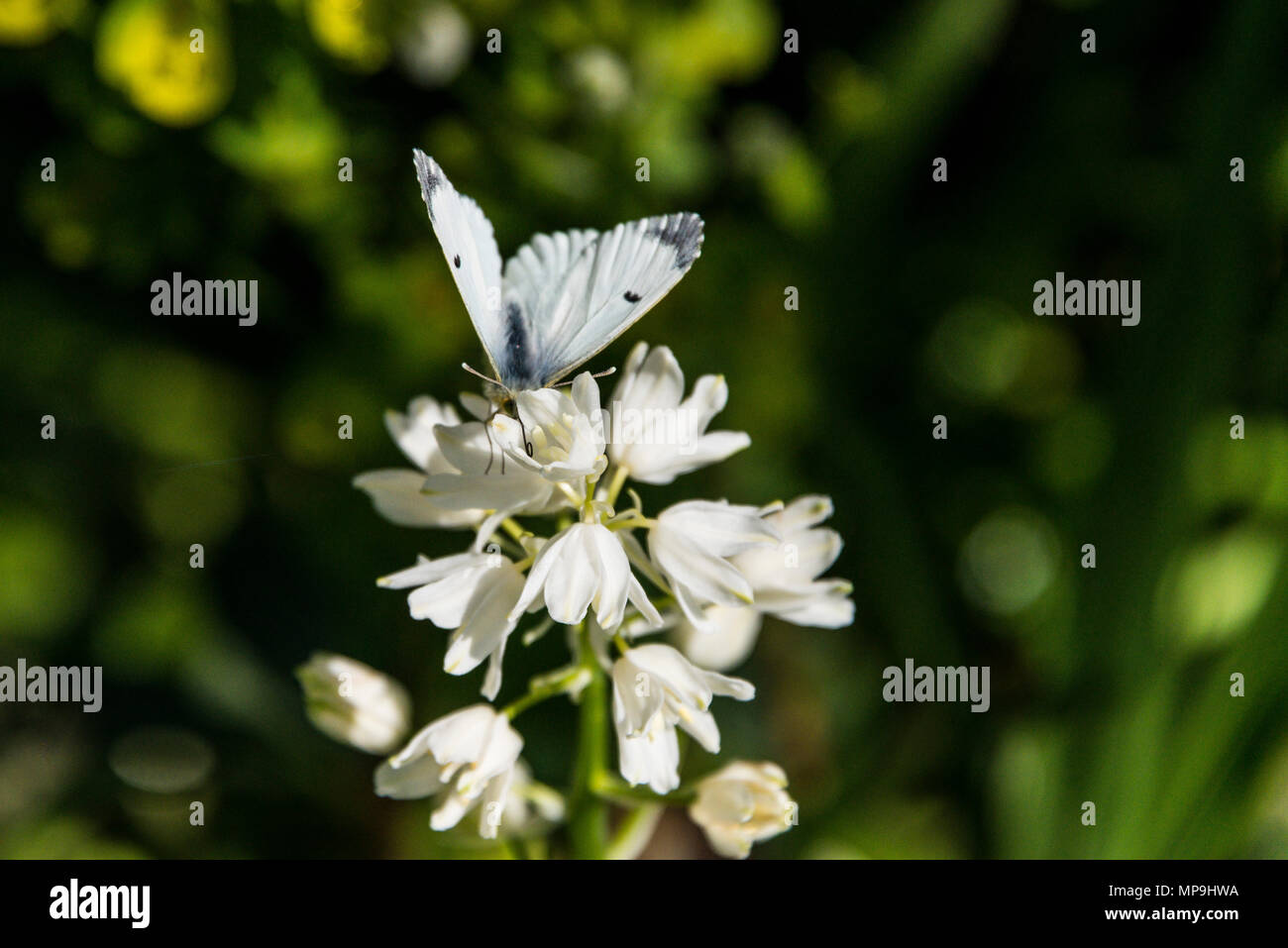 Una femmina punta arancione farfalla (Anthocharis cardamines) su un bianco spagnolo (bluebell Hyacinthoides hispanica) Foto Stock