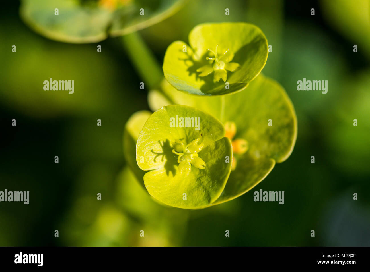 Una chiusura della signora Robb il cofano (Euphorbia amygdaloides var. robbiae) Foto Stock