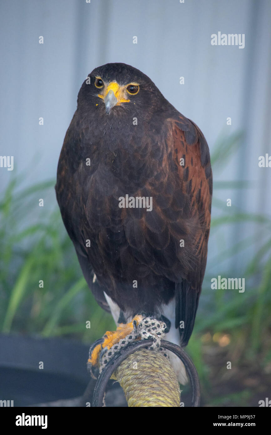 Harrier è una specie di rapaci diurni hawk collocato nella Circinae sottofamiglia della famiglia Accipitridae dei rapaci. Alberta Rapaci Foundation, Foto Stock