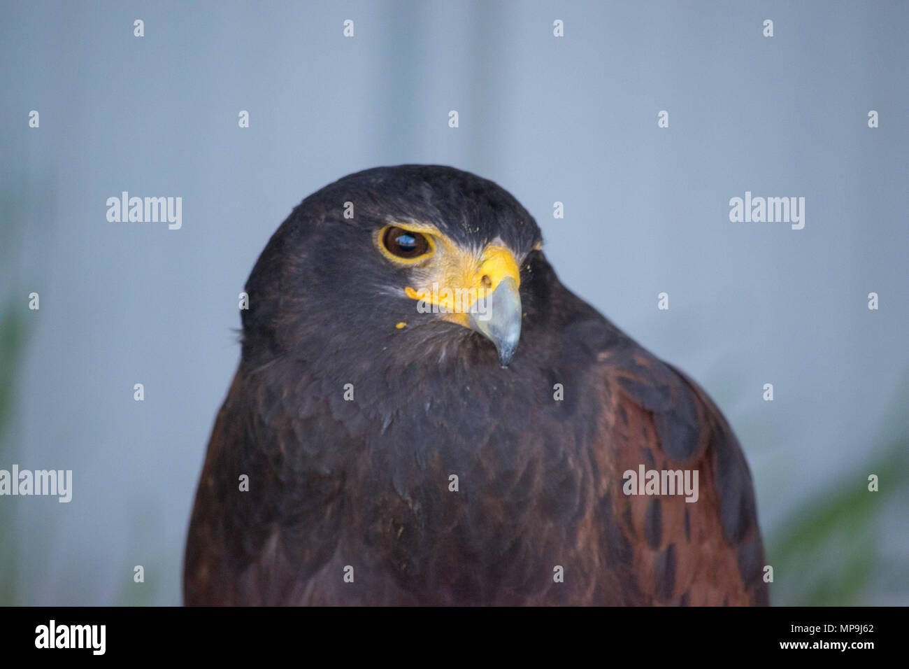 Harrier è una specie di rapaci diurni hawk collocato nella Circinae sottofamiglia della famiglia Accipitridae dei rapaci. Alberta Rapaci Foundation, Foto Stock