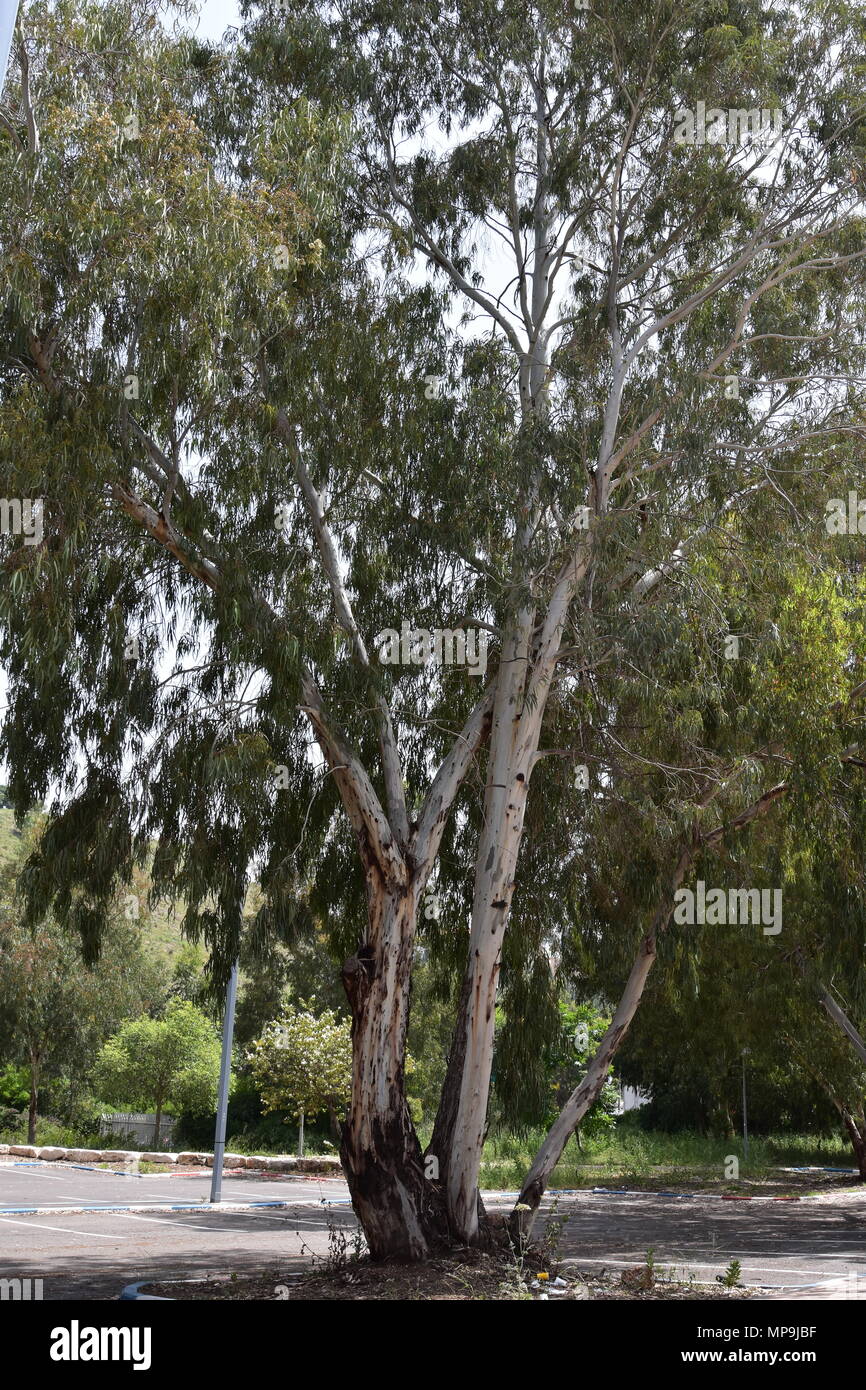 Il vecchio albero di eucalipto. Foto Stock