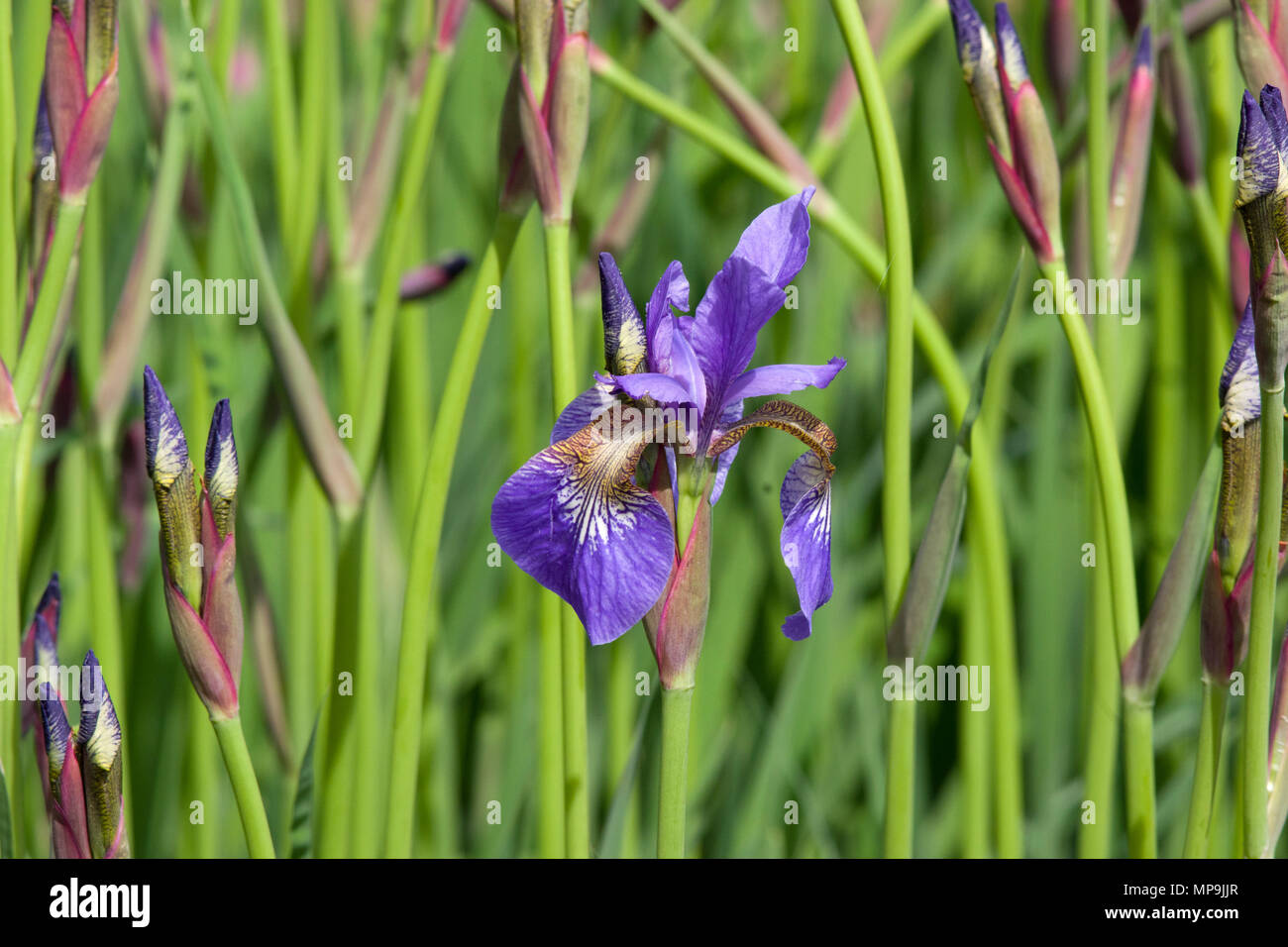 Iris sibirica tropico di notte Foto Stock