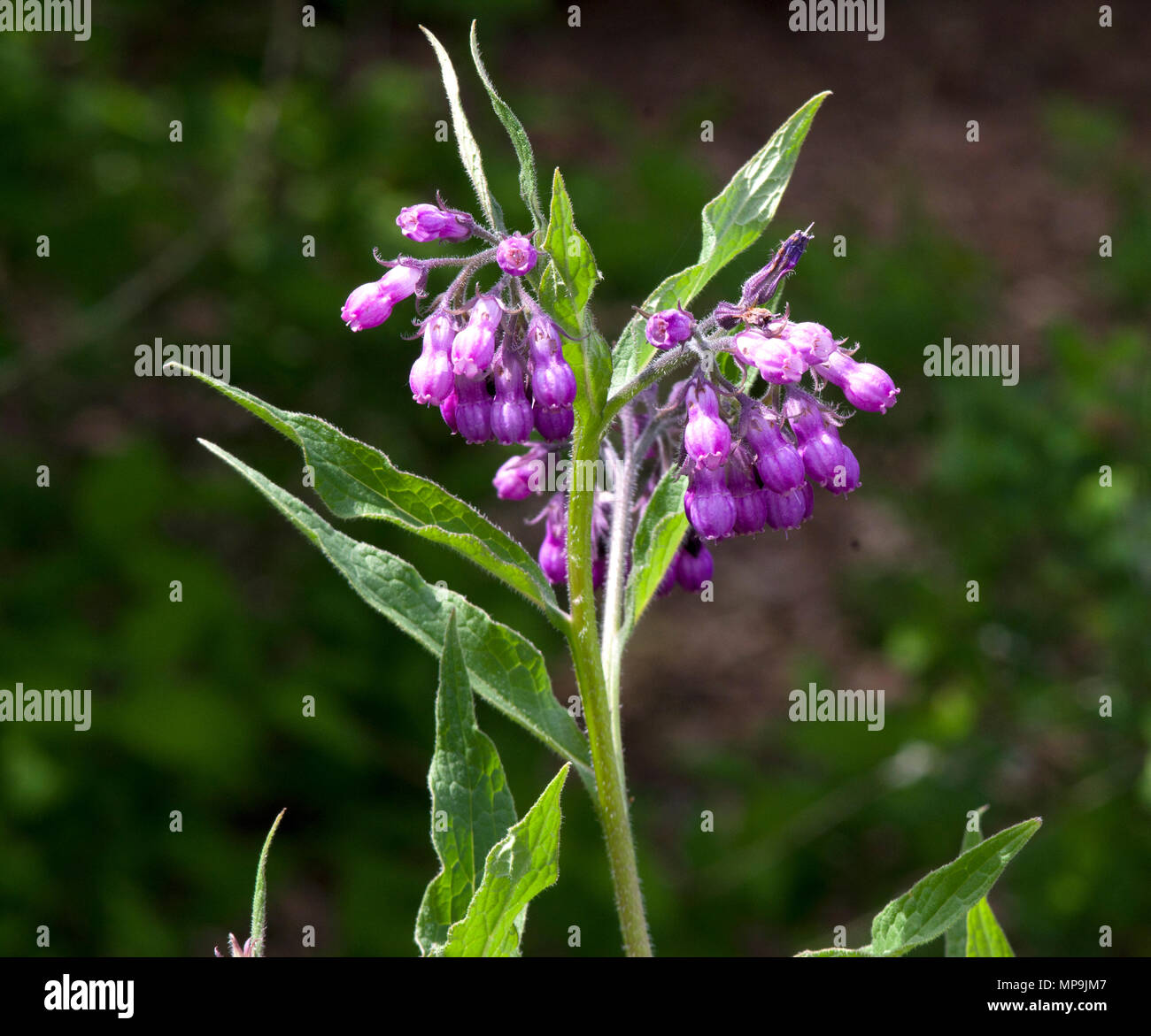 Consolida comfrey comune Foto Stock