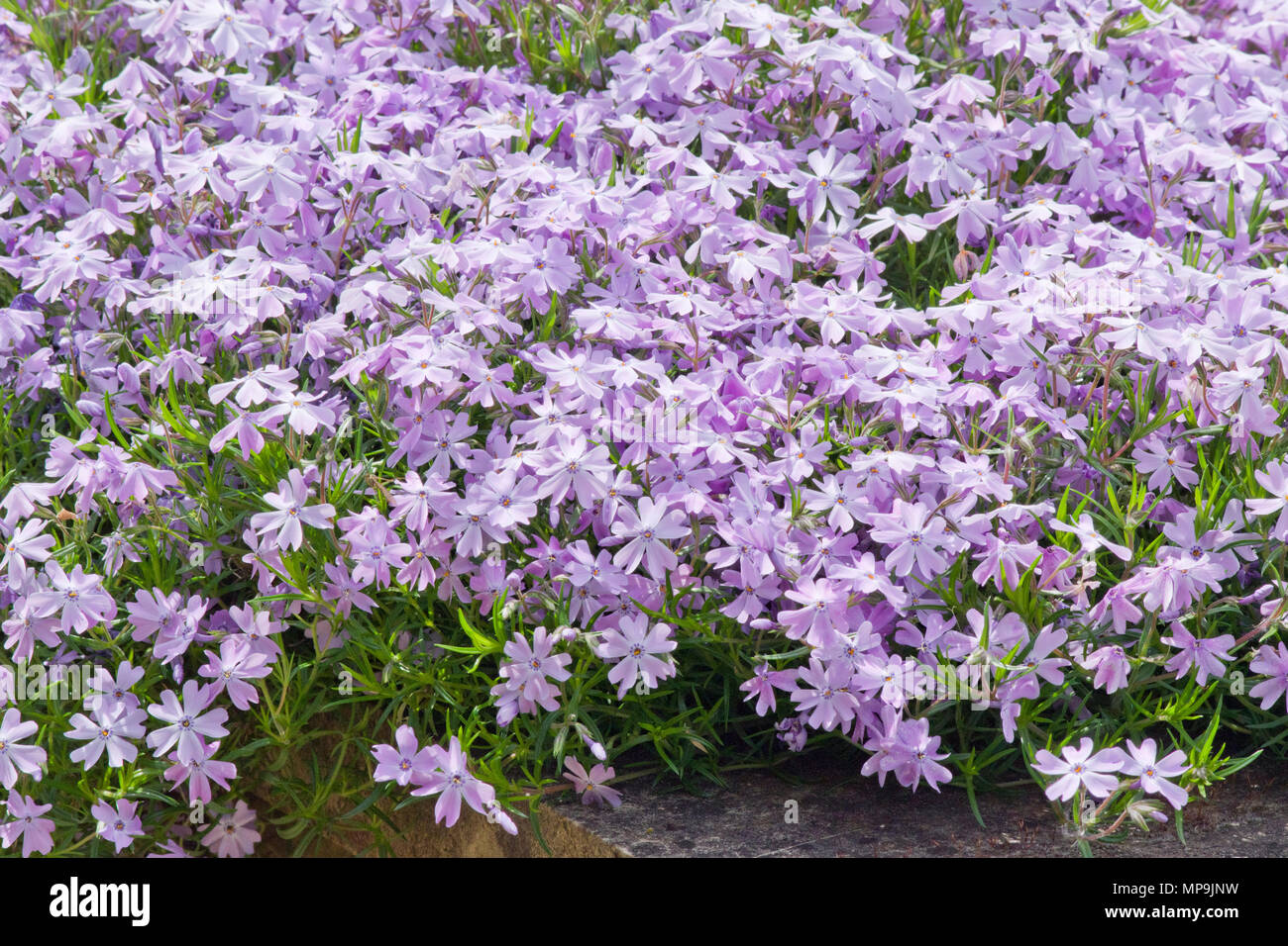 Phlox subulata 'Emerald Cushion Blue' Foto Stock