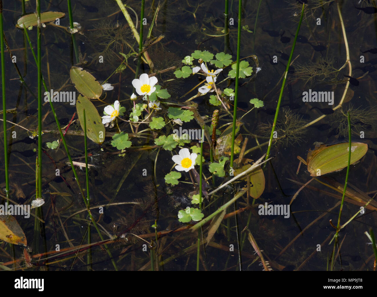 Piante dello stagno rotondo Crowfoot lasciato e ampia lasciava lenticchia d'acqua Foto Stock