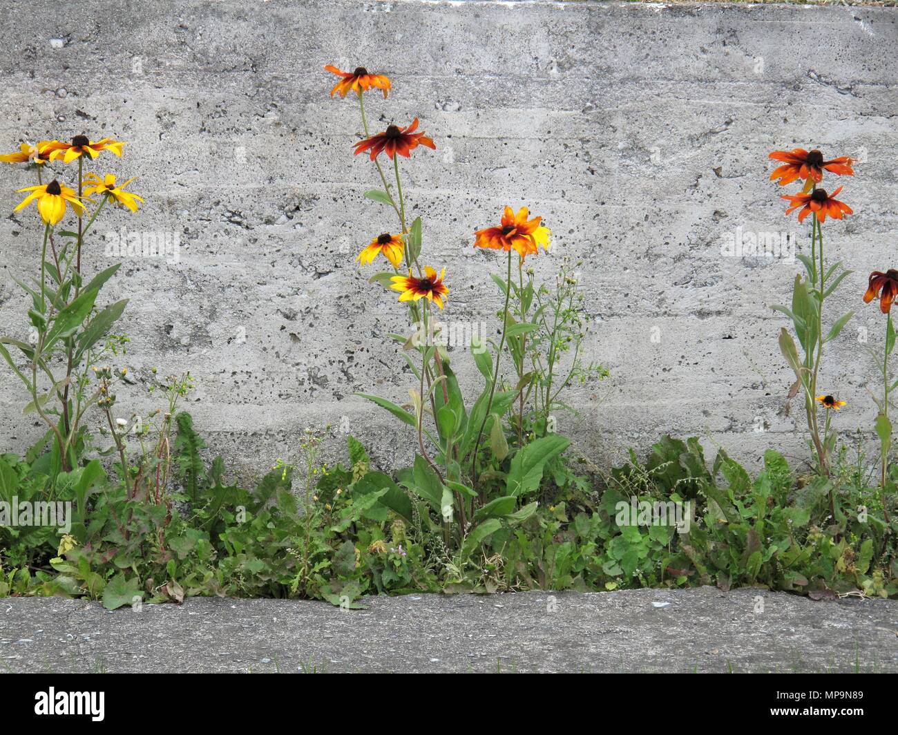 Petali di cemento immagini e fotografie stock ad alta risoluzione - Alamy