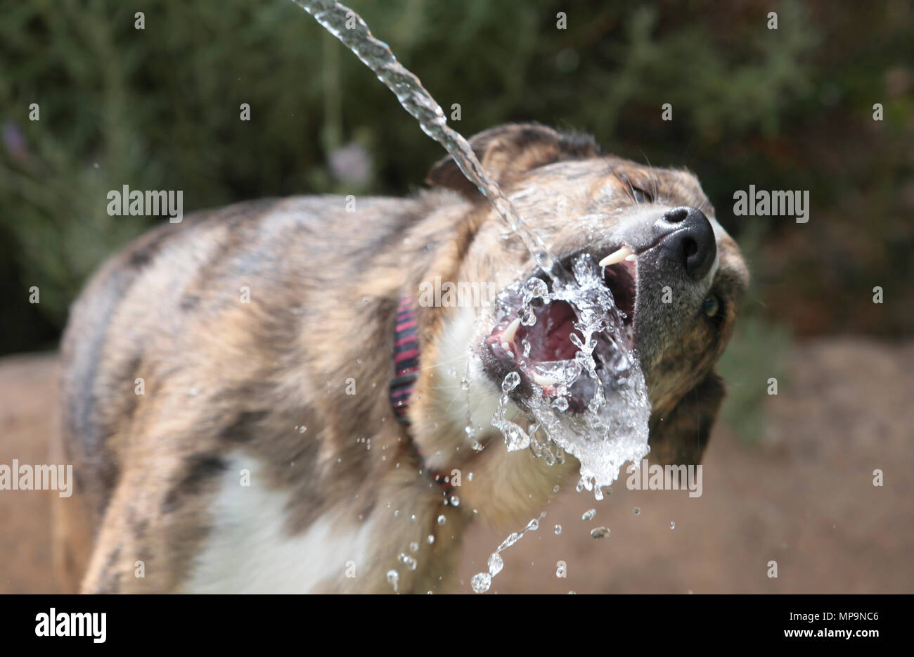 Un cane pastore gioca con un getto di acqua da un tubo flessibile durante una temperatura alta stagione primavera giorno nel mediterraneo spagnolo isola di Maiorca Foto Stock