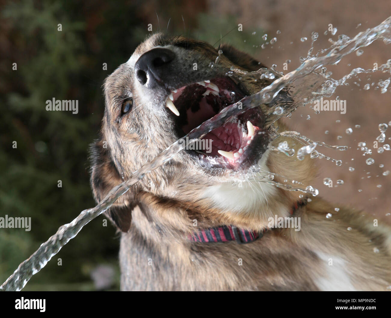 Un cane pastore gioca con un getto di acqua da un tubo flessibile durante una temperatura alta stagione primavera giorno nel mediterraneo spagnolo isola di Maiorca Foto Stock