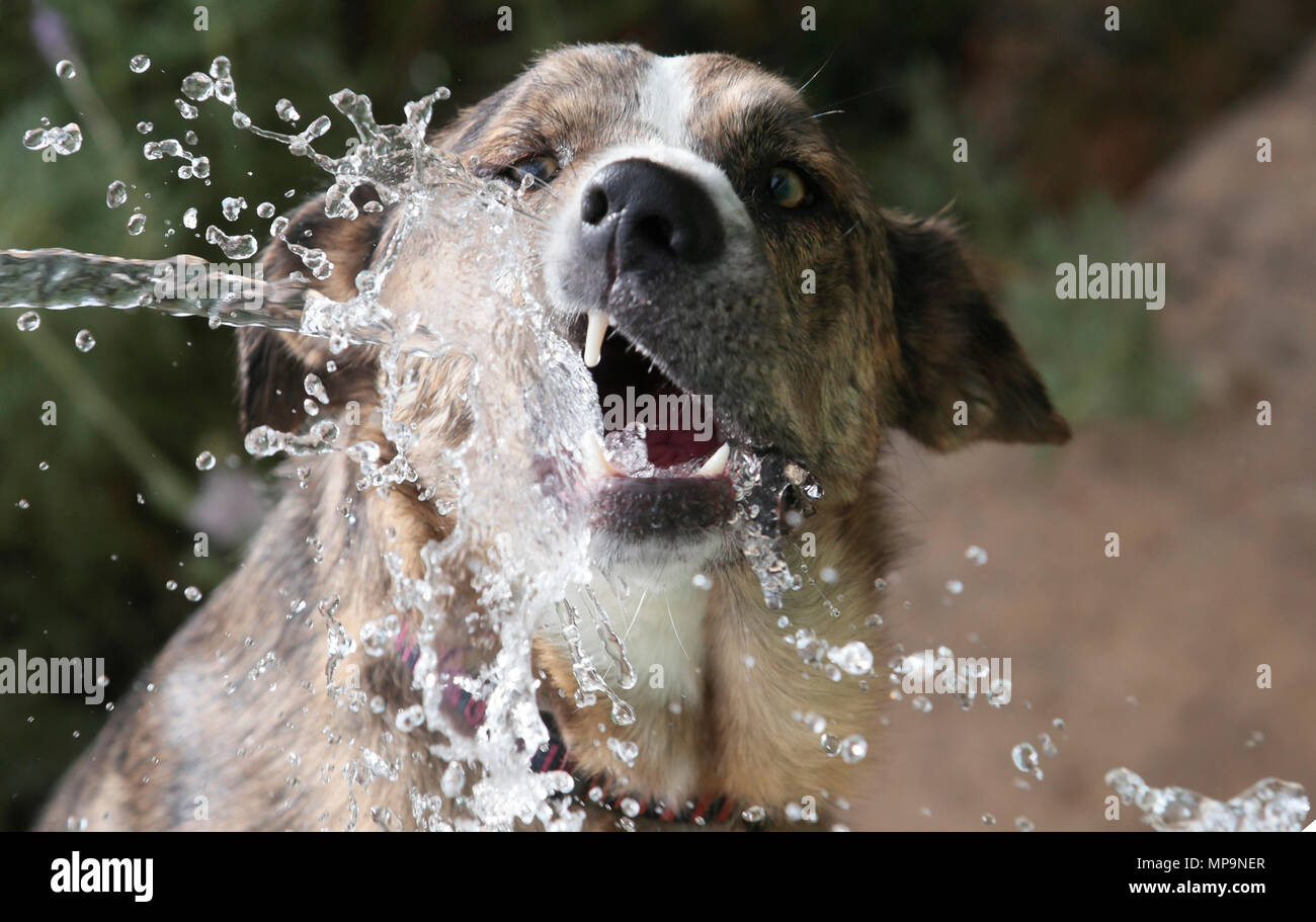 Un cane pastore gioca con un getto di acqua da un tubo flessibile durante una temperatura alta stagione primavera giorno nel mediterraneo spagnolo isola di Maiorca Foto Stock