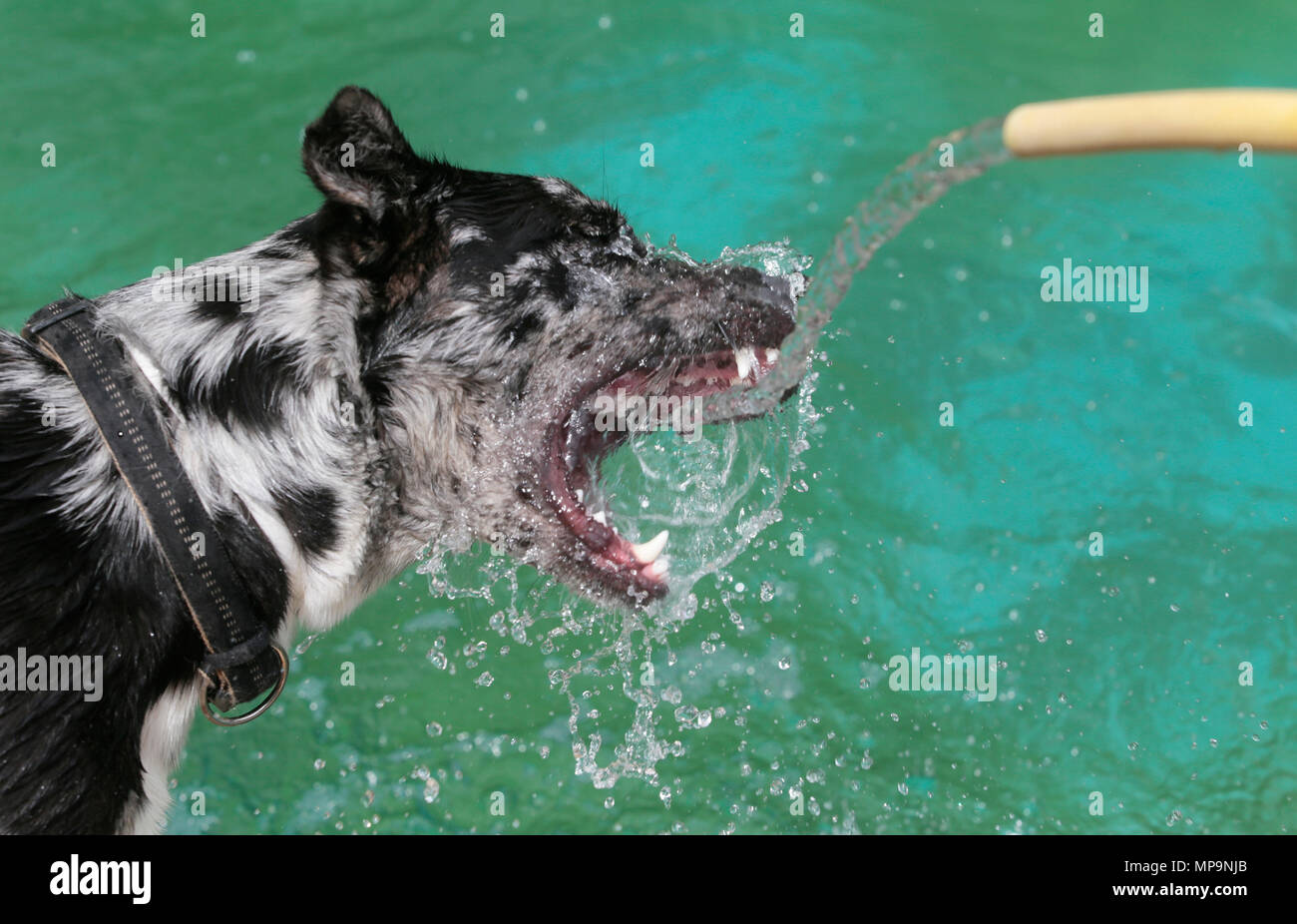 Un cane pastore gioca con un getto di acqua da un tubo flessibile durante una temperatura alta stagione primavera giorno nel mediterraneo spagnolo isola di Maiorca Foto Stock