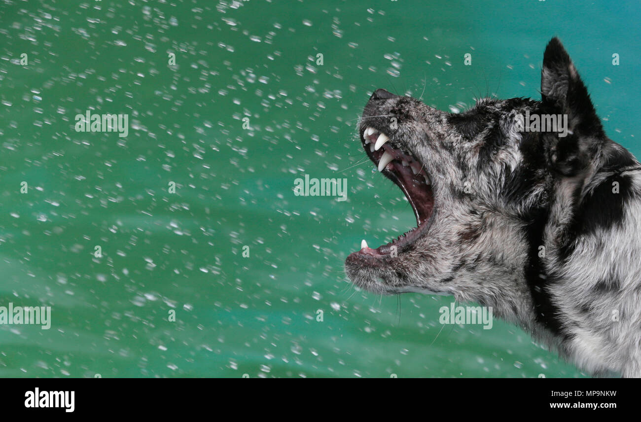 Un cane pastore gioca con un getto di acqua da un tubo flessibile durante una temperatura alta stagione primavera giorno nel mediterraneo spagnolo isola di Maiorca Foto Stock