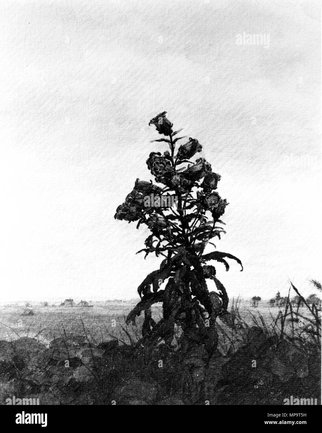 Léon Bonvin (Francese, 1834-1866). " Canterbury Bells", 1863. acquerello con gomma inasprimento, ferro gall inchiostro e penna, su a trama fitta, spessa, crema carta intessuta. Walters Art Museum (37.1521): commissionato da William T. Walters, 1863 (?). 37.1521 836 Léon Bonvin - Canterbury campane - Walters 371521 Foto Stock