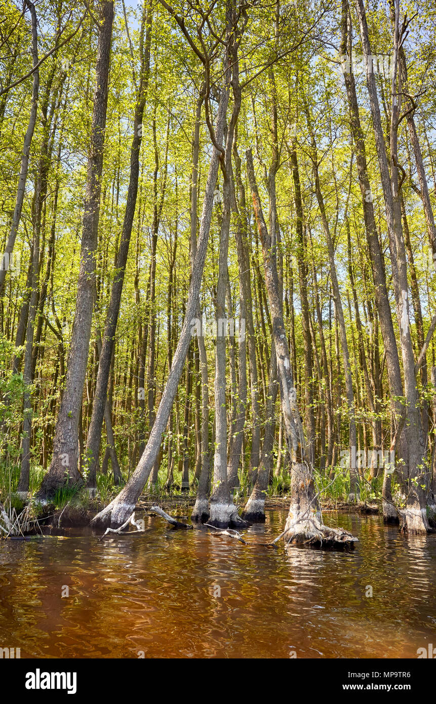 Il lago di banca con alberi in acqua. Foto Stock