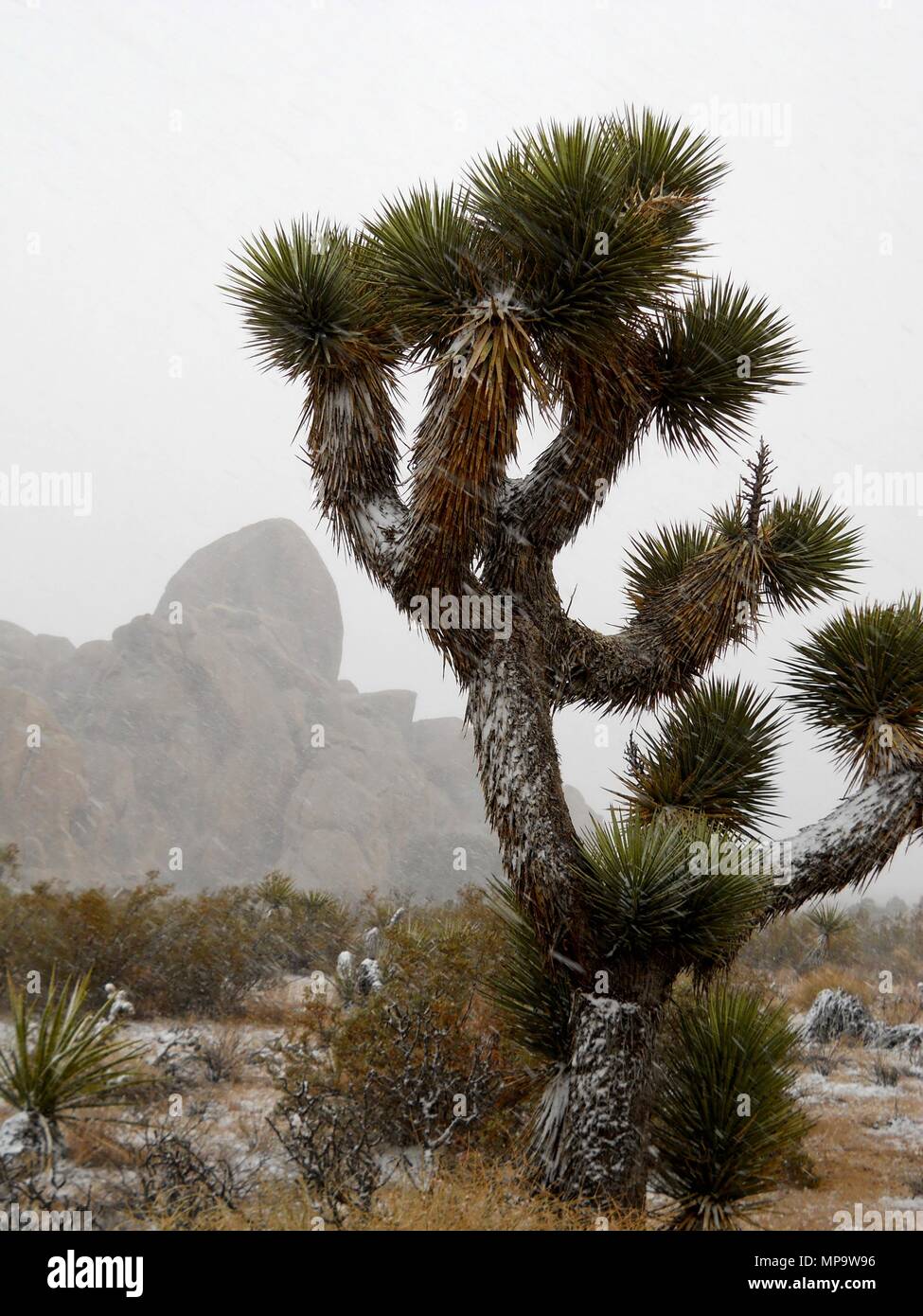 Joshua tree, Yucca brevifolia, Yucca palm, Monzogranite pila di rocce, bufere di neve a Joshua Tree National Park, CA 111201 0345 Foto Stock