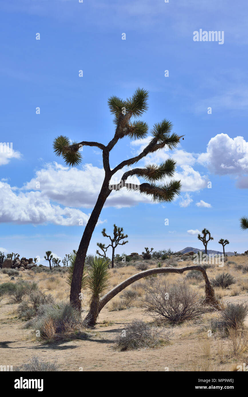 Joshua tree, Yucca brevifolia, Yucca palm, appena passato l'ingresso Ovest, Joshua Tree National Park, CA 180312 68112 Foto Stock