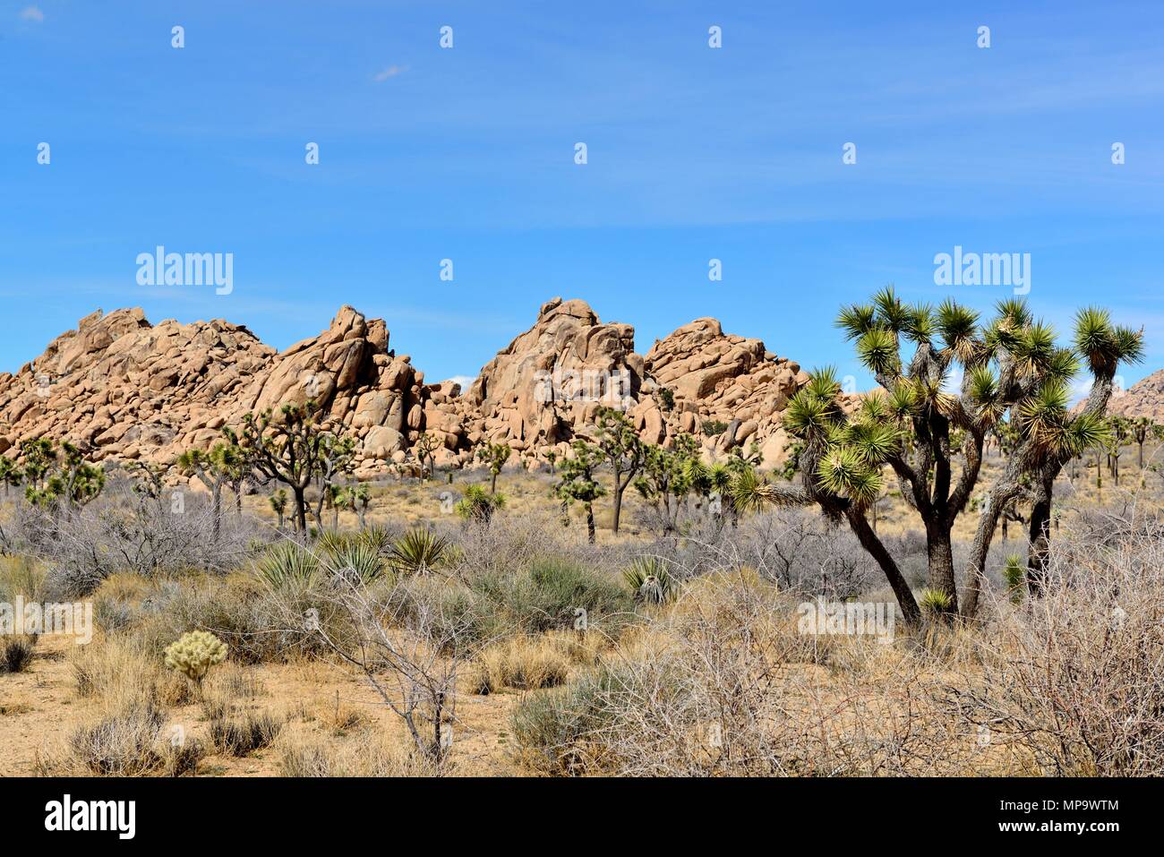 Alberi di Joshua, Yucca brevifolia, Yucca palm, Monzogranite pila di rocce, tra molla di quaglia e Hidden Valley, Joshua Tree National Park, CA 180312 6812 Foto Stock
