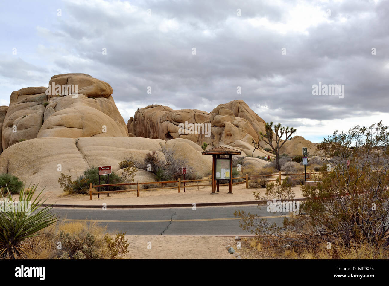 Joshua tree, Yucca brevifolia, Yucca palm, Jumbo Rocks campeggio, Joshua Tree, CA 180312 68159 Foto Stock