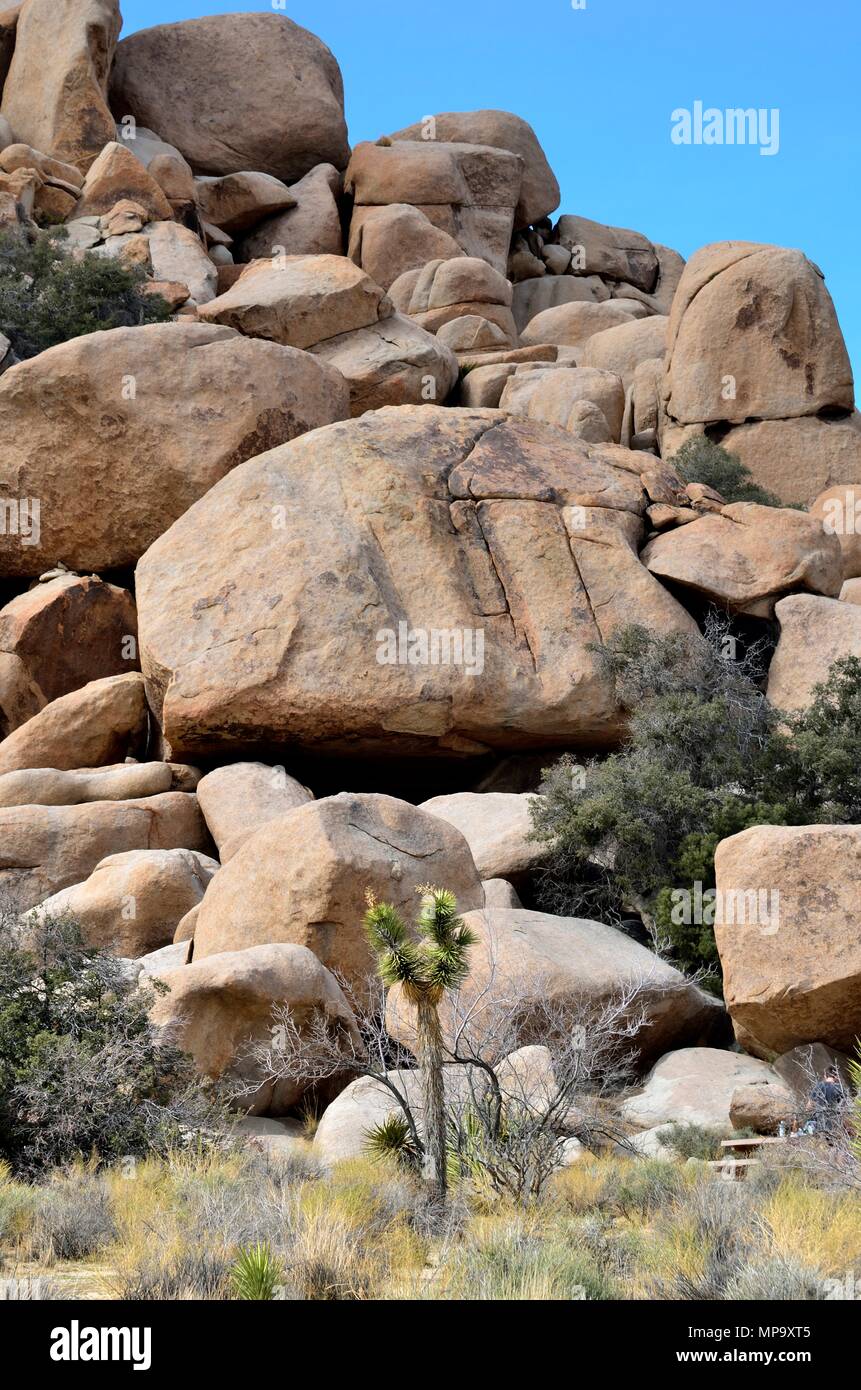 Joshua tree, Yucca brevifolia, Yucca palm, Monzogranite pila di rocce, Hidden Valley, Joshua Tree National Park, CA 180312 73468 Foto Stock