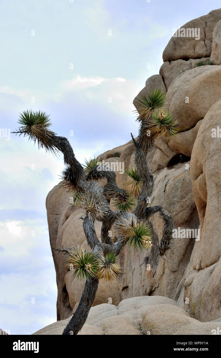 Joshua Tree, Monzogranite rock, Jumbo Rocks, Joshua Tree National Park, CA 180312 73480 Foto Stock