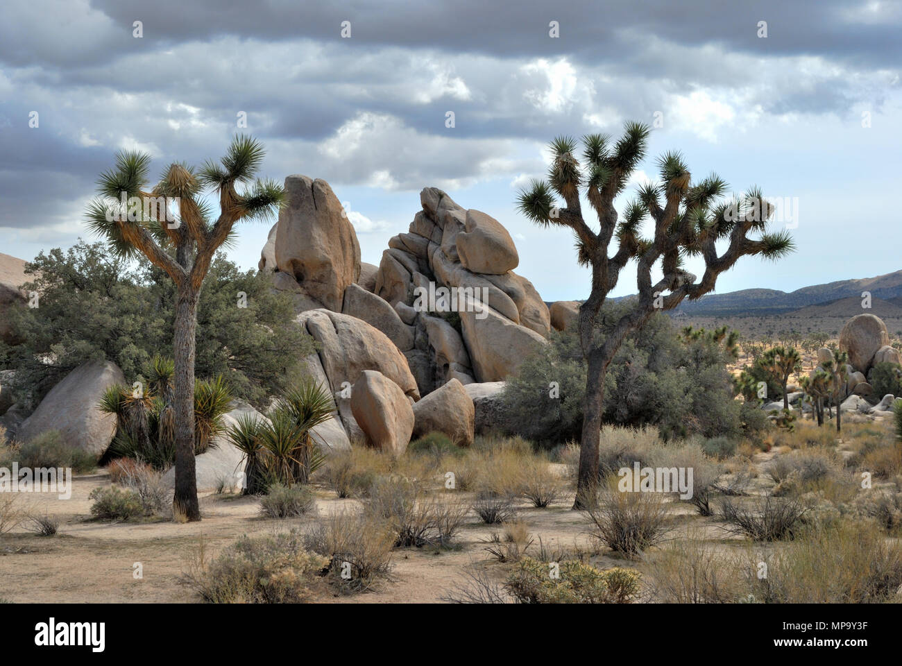 Alberi di Joshua, Monzogranite rock, Hidden Valley, Joshua Tree National Park, CA 180312 V 3711 Foto Stock